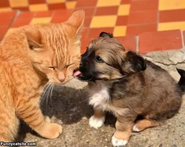 I Can Get That For You