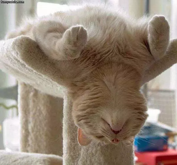 Hanging Upside Down