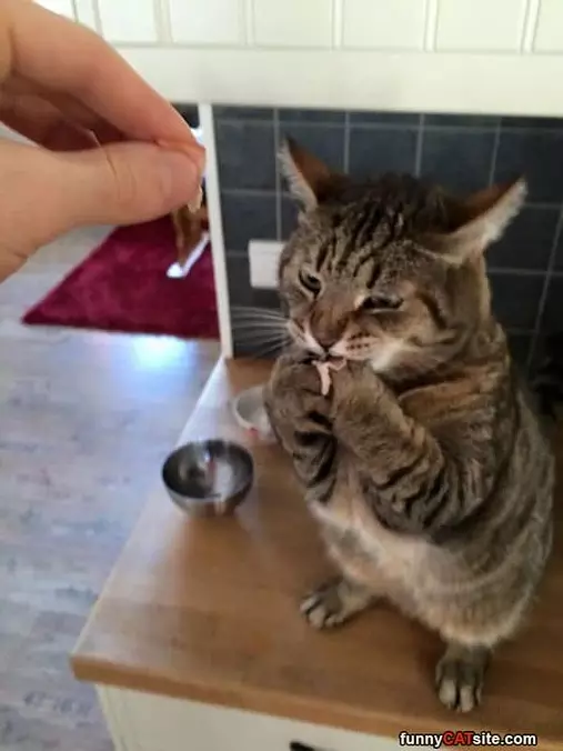 Nommm Nom Nom
