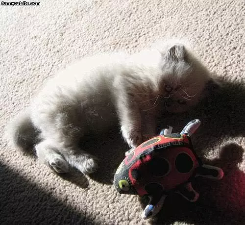 White Kitten Whith Stuffed Toyjpg