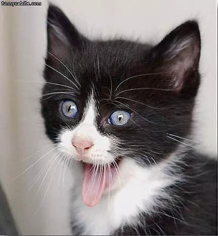Crack Cat