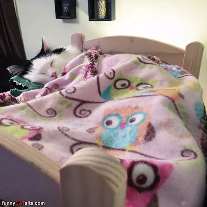 My Kitty Bed