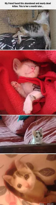Kitten Rescue