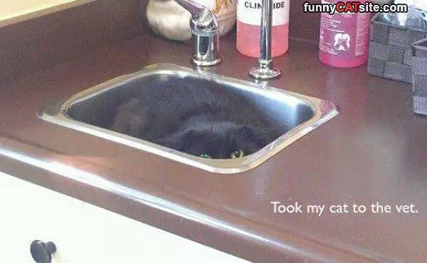 No More Vet
