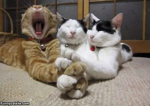 Powerful Yawn