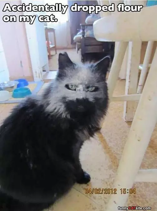 Flour Cat