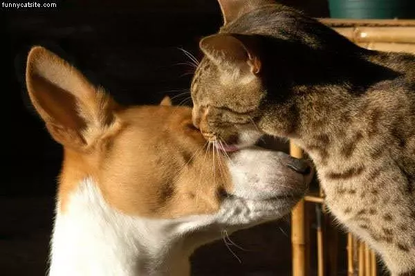 Cleaning The Dog