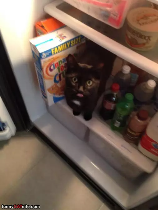 Where Is The Tuna