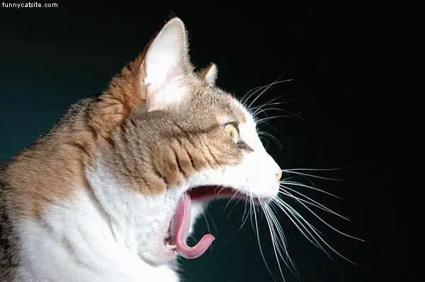 Curvy Tounged Cat