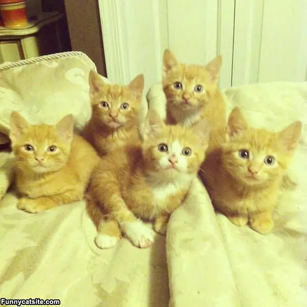 Is That Tuna