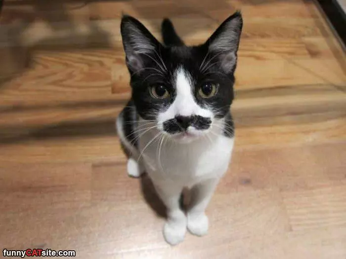 Amazing Mustache