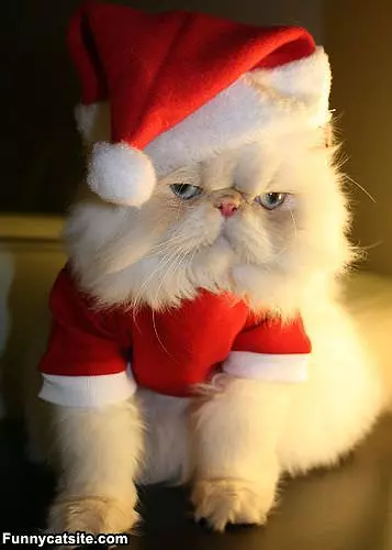 Santa Cat