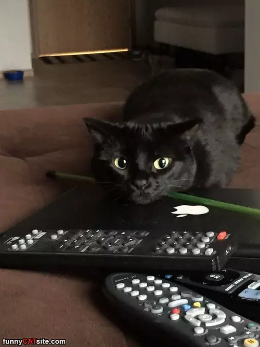 Remotes
