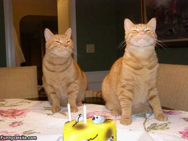 Sniff Sniff