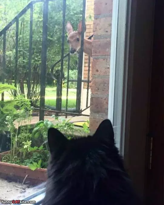 Hey Buddy