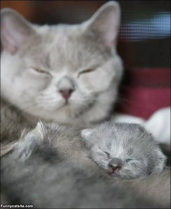 Tiny Kitten Sleeping