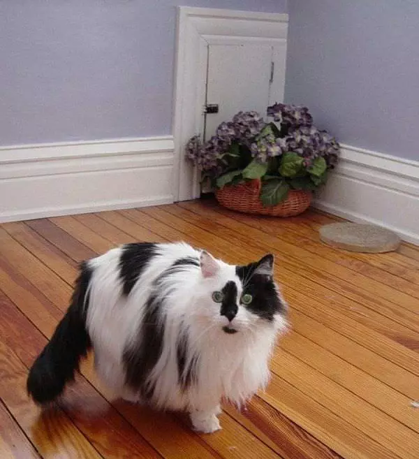 Cool Cat