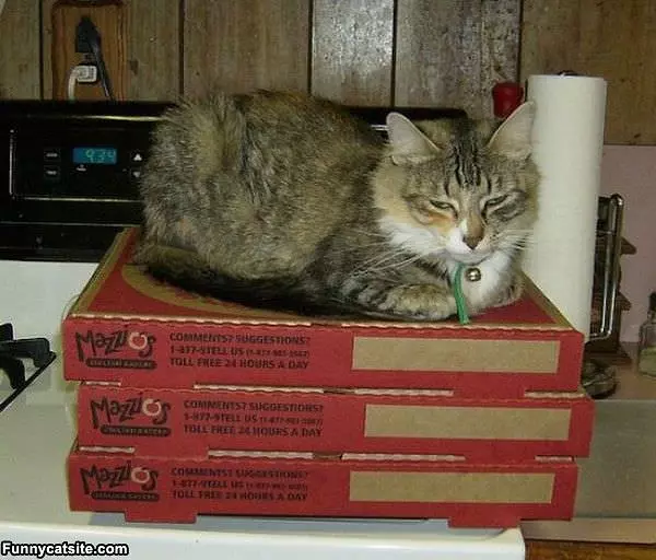 Stacked On Boxes