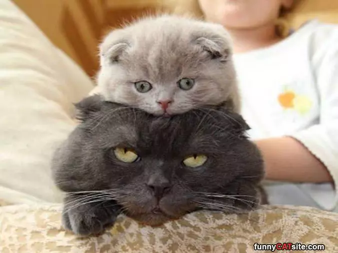 Stacking Some Cats
