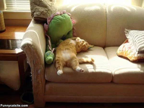 I Has A Lazy