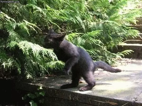 Walking Cat
