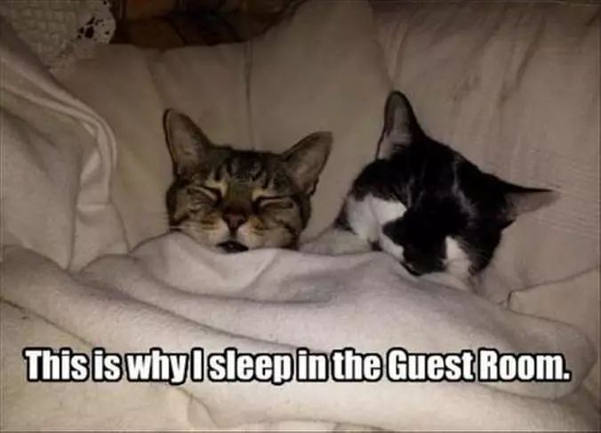 Sleep In The Gues Room