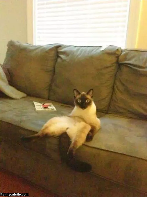 Lounging On The Couch
