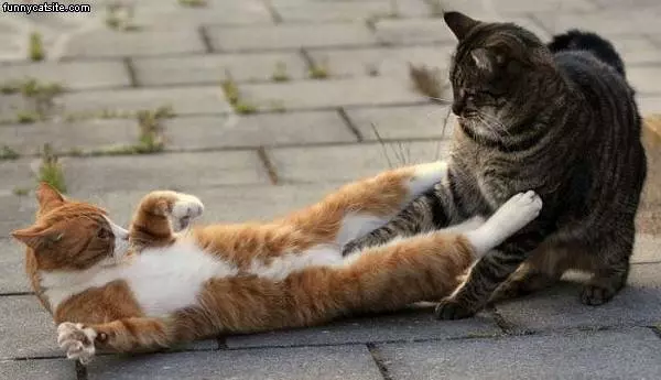 Fighting It Out
