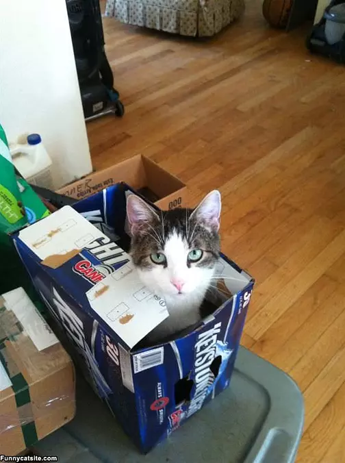 Keystone Cat