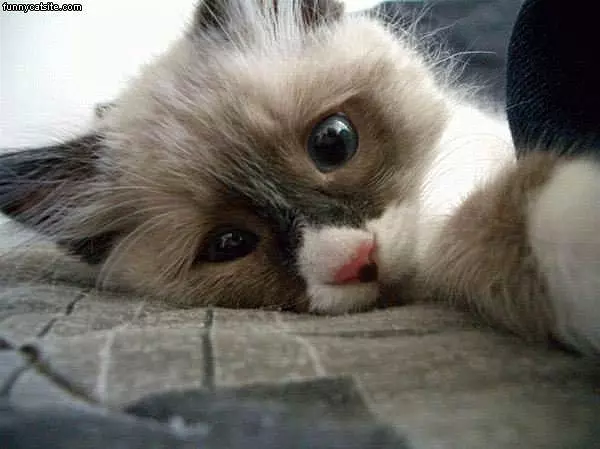 Kitten Close Up