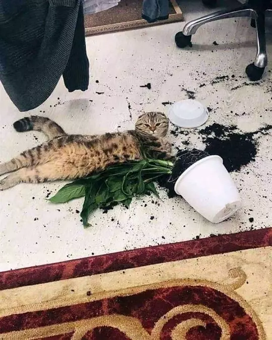 Knocked It All Over