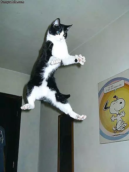 Flying Kitty