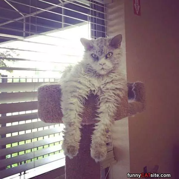 Cat Post