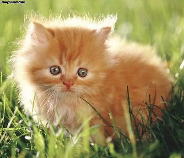 Tiny Blonde Kitty