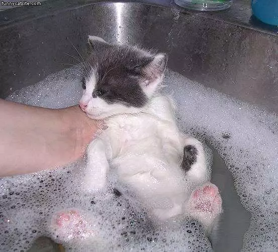 The Cat Bath