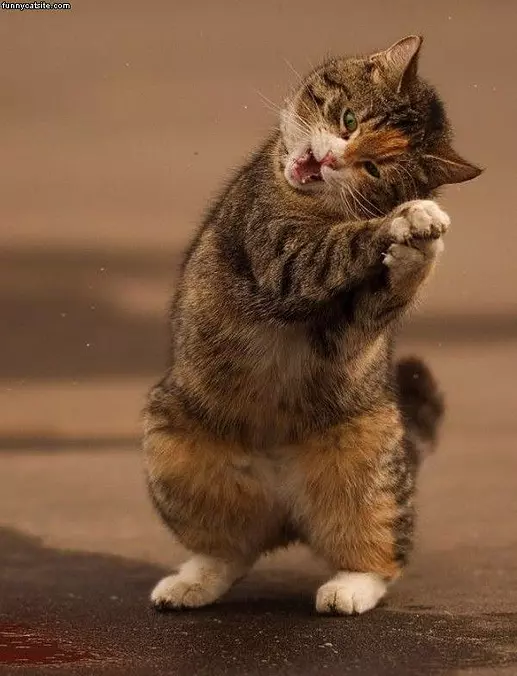 Shake It Up