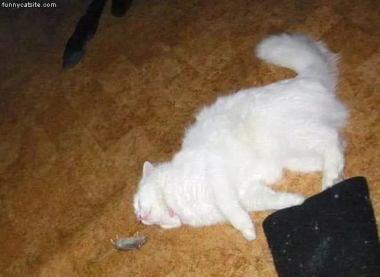 Napping With Mouse