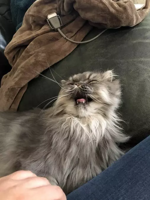 Rawrrrrr