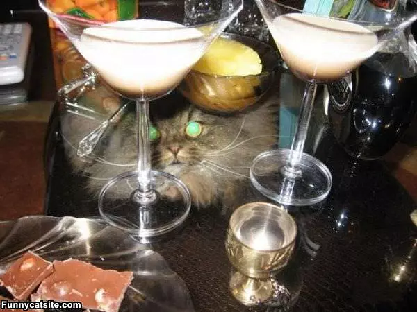 Martini Cat