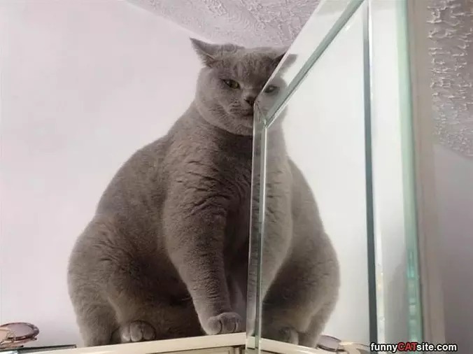 Big Wide Cat