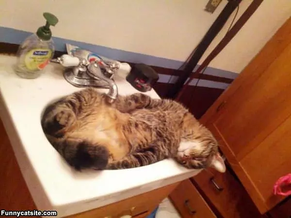 In The Sink