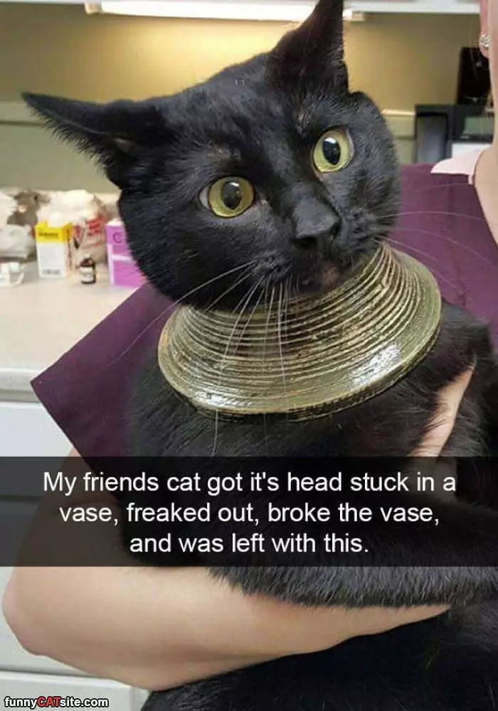 Got Stuck In The Vase