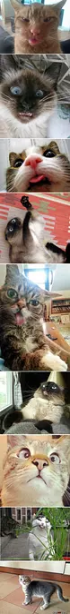 Fun Cat Faces