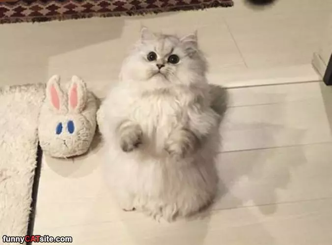 Sitting Up Big