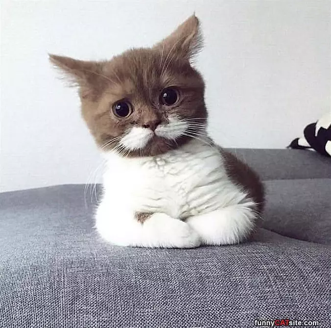 Nice Mustache