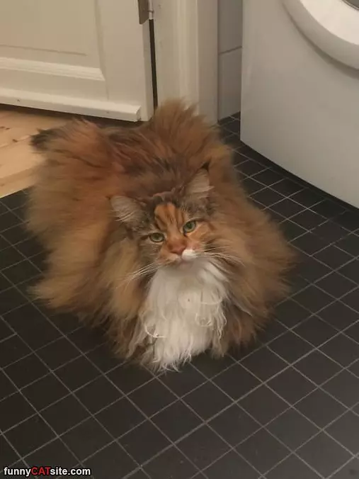 I Am Super Fluffy