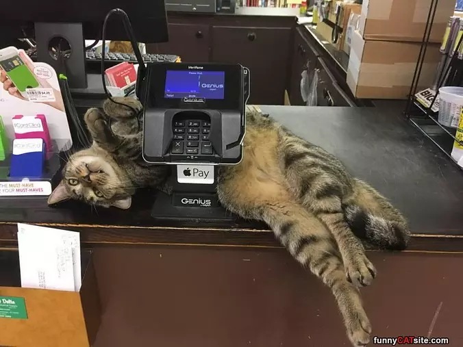 Pay The Bill