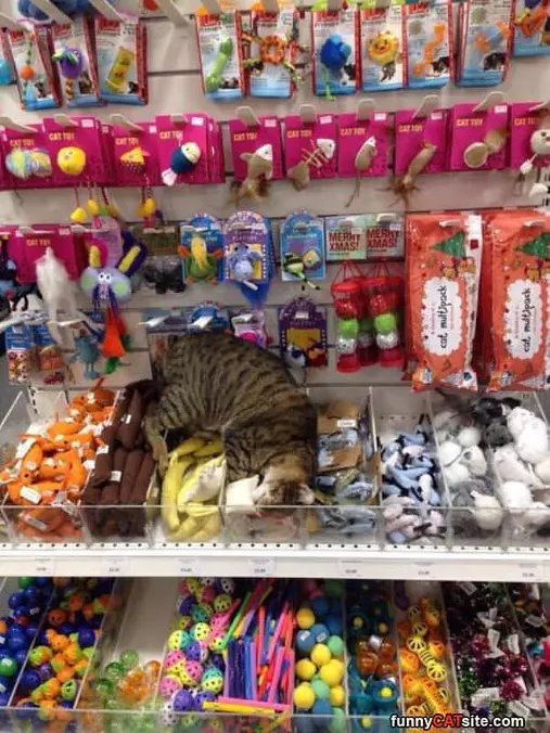 I Will Take All Of Them