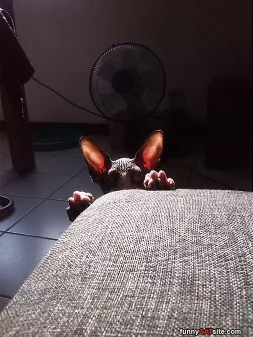 I Am Watching You