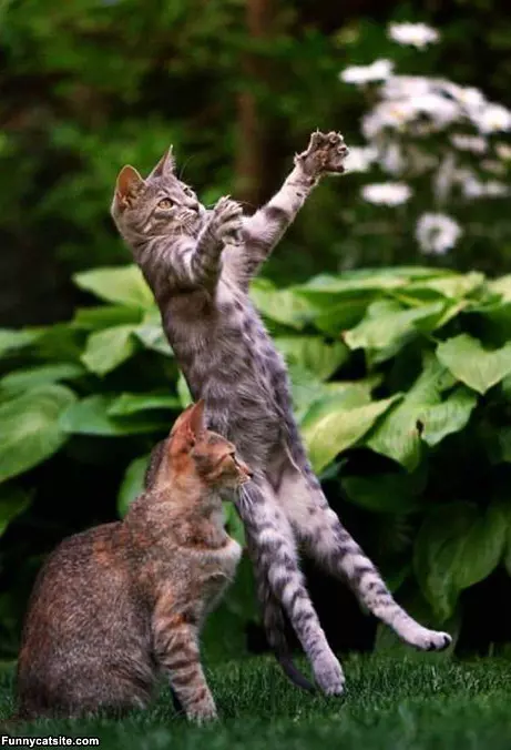Jump Stretches
